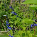 Salvia guaranitica 'Black and Blue' (4)